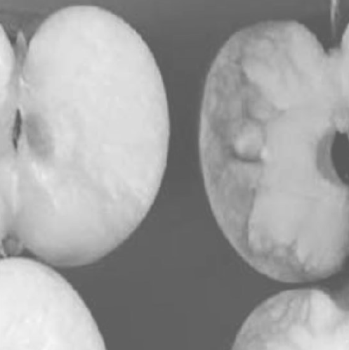 Bruised and beautiful apples